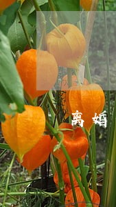 离婚当天被儿女暴打怎么办 离婚当天被儿女暴打怎么办