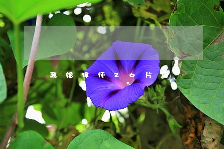 离婚律师26片段 离婚律师26片段