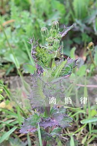 离婚律师30条忠告 离婚律师30条忠告