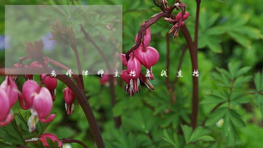 离婚律师主播在线直播 离婚律师主播在线直播