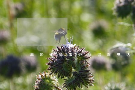离婚律师事务所咨询电话 离婚律师事务所咨询电话