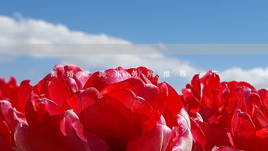 离婚律师事务所推荐一下 离婚律师事务所推荐一下