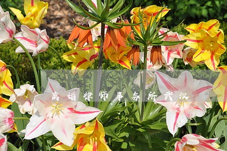 离婚律师事务所武汉 离婚律师事务所武汉