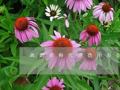 离婚律师代理费用多少钱 离婚律师代理费用多少钱