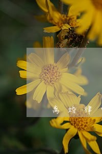 离婚律师号码 离婚律师号码