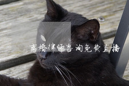 离婚律师咨询免费直播 离婚律师咨询免费直播