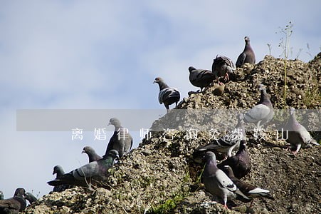 离婚律师咨询免费鞍山 离婚律师咨询免费鞍山