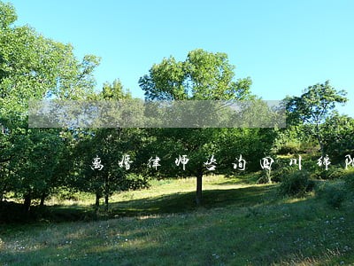 离婚律师咨询四川绵阳 离婚律师咨询四川绵阳