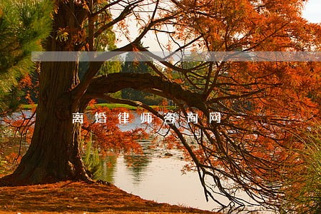离婚律师咨询网 离婚律师咨询网