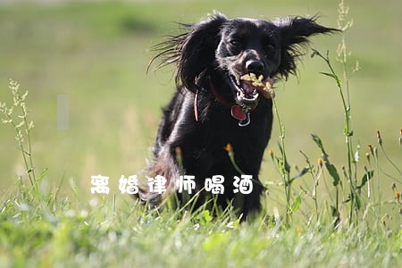 离婚律师喝酒 离婚律师喝酒