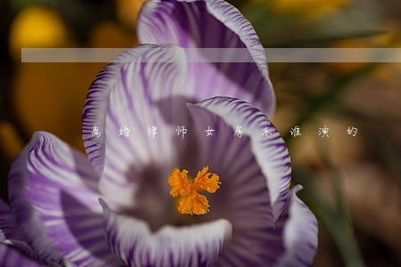 离婚律师女房东谁演的 离婚律师女房东谁演的