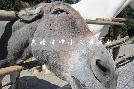 离婚律师小三谁演的 离婚律师小三谁演的