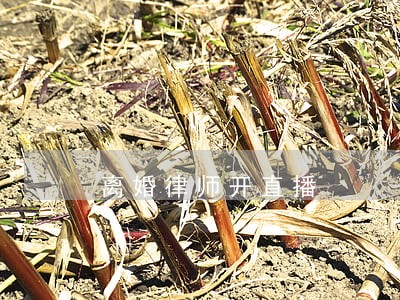 离婚律师开直播 离婚律师开直播