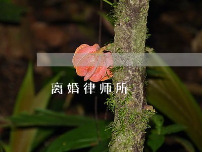 离婚律师所