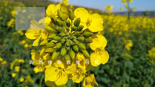 离婚律师收费可观 离婚律师收费可观