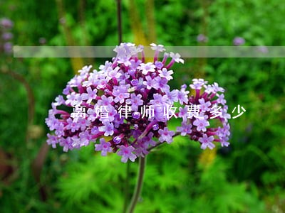 离婚律师收费多少
