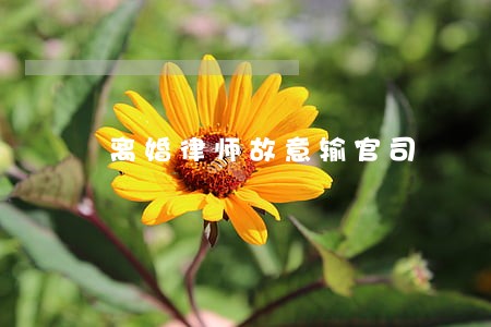 离婚律师故意输官司 离婚律师故意输官司