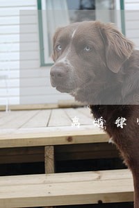 离婚律师是哪个行业 离婚律师是哪个行业