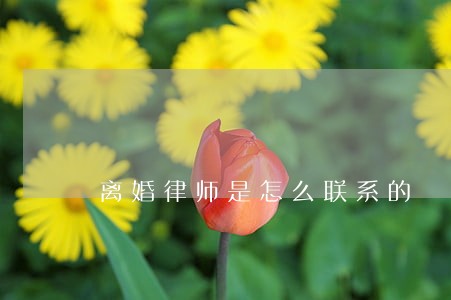 离婚律师是怎么联系的 离婚律师是怎么联系的