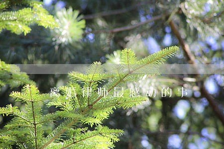 离婚律师最感动的事 离婚律师最感动的事