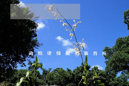 离婚律师服务事务所 离婚律师服务事务所