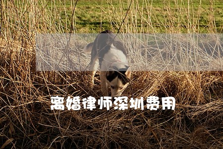 离婚律师深圳费用 离婚律师深圳费用