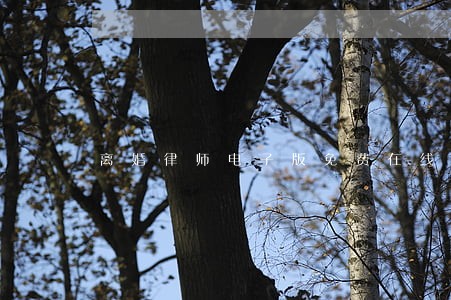 离婚律师电子版免费在线 离婚律师电子版免费在线