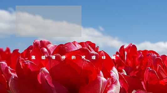 离婚律师的代理权限 离婚律师的代理权限