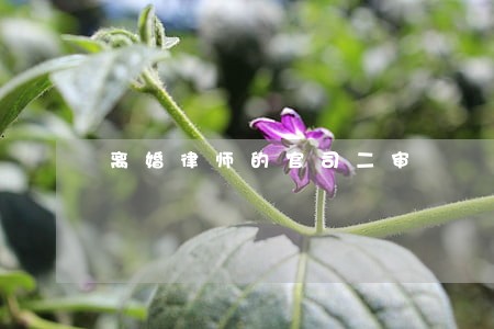 离婚律师的官司二审 离婚律师的官司二审
