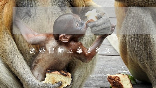 离婚律师立案要多久 离婚律师立案要多久