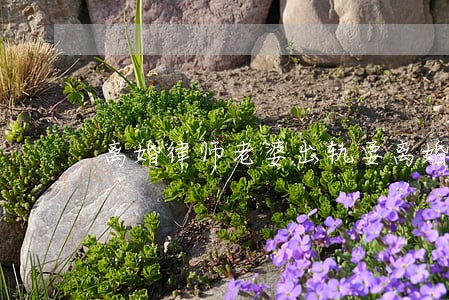 离婚律师老婆出轨要离婚 离婚律师老婆出轨要离婚