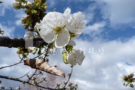 离婚律师谈判技巧 离婚律师谈判技巧