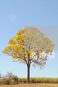 离婚律师费用一般多少收费低 离婚律师费用一般多少收费低
