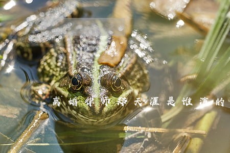 离婚律师郑天涯是谁演的 离婚律师郑天涯是谁演的