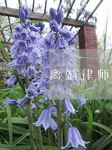 离婚律师问答知识 离婚律师问答知识