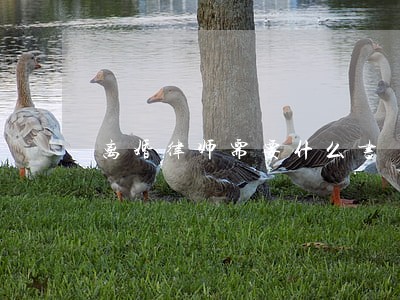 离婚律师需要什么书 离婚律师需要什么书