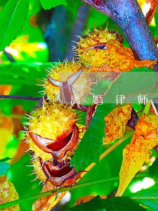 离婚律师需要看的书 离婚律师需要看的书