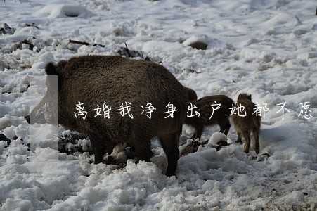 离婚我净身出户她都不愿意 离婚我净身出户她都不愿意