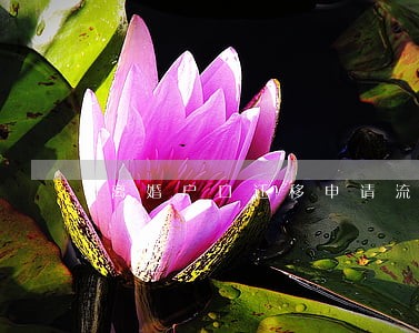 离婚户口迁移申请流程 离婚户口迁移申请流程
