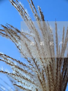 离婚房产律师咨询平台 离婚房产律师咨询平台