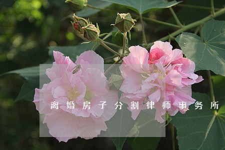 离婚房子分割律师事务所哪家靠谱 离婚房子分割律师事务所哪家靠谱
