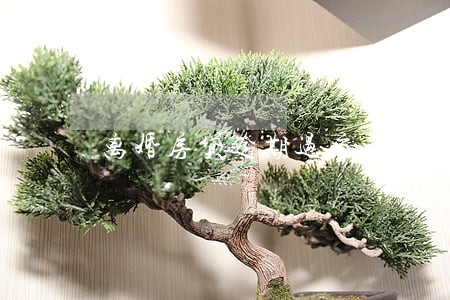 离婚房贷逾期过户 离婚房贷逾期过户