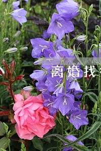 离婚找律师咨询多少钱