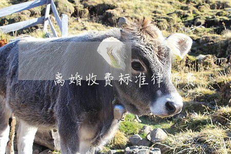 离婚收费标准律师费 离婚收费标准律师费