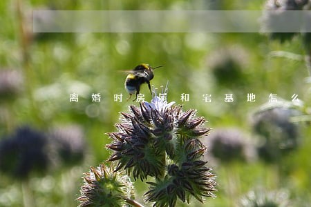 离婚时房屋和宅基地怎么分割