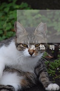 离婚明天开庭没有请律师 离婚明天开庭没有请律师