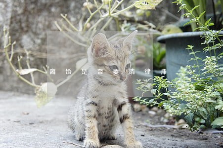 离婚是否要请律师 离婚是否要请律师