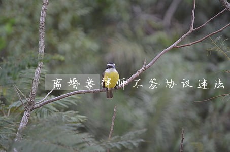 离婚案律师不签协议违法吗