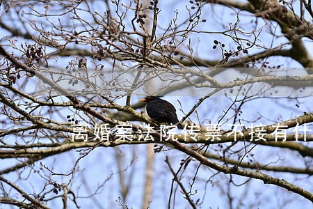 离婚案法院传票不接有什么后果 离婚案法院传票不接有什么后果