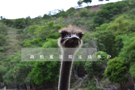 离婚案法院冻结账户 离婚案法院冻结账户